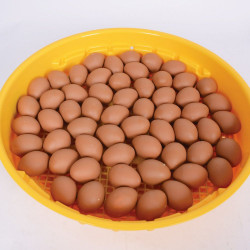 Incubatrice manuale 70 uova di galline ( Puisor IO-102 TH )