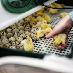 Incubatore semiautomatico 49 uova galline ( River Systems Egg Tech)