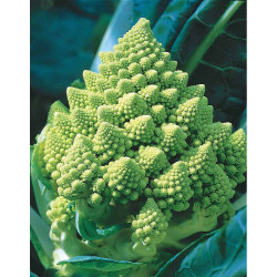 Broccolo romanesco (1g)