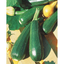 Zucchina verde tonde (3g)