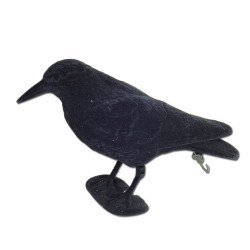 Stampo corvo nero